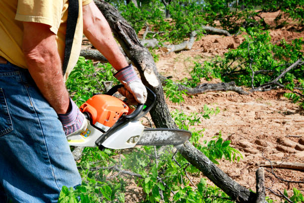 How Our Tree Care Process Works  in  Trumann, AR